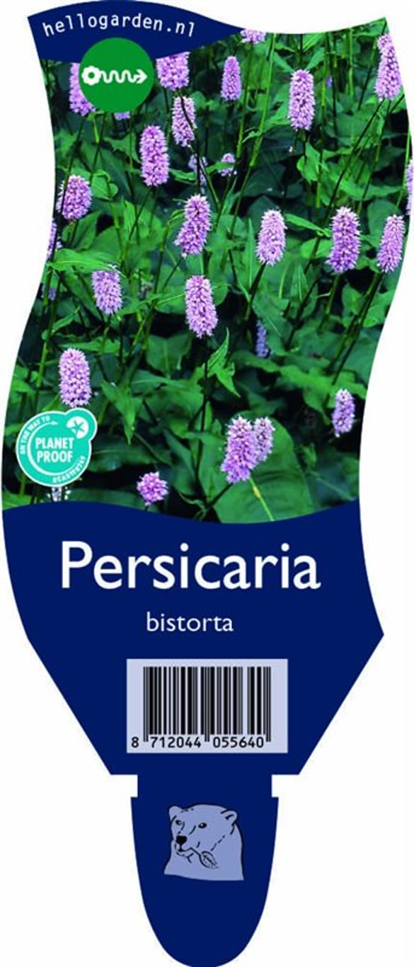 Persicaria bistorta - P11
